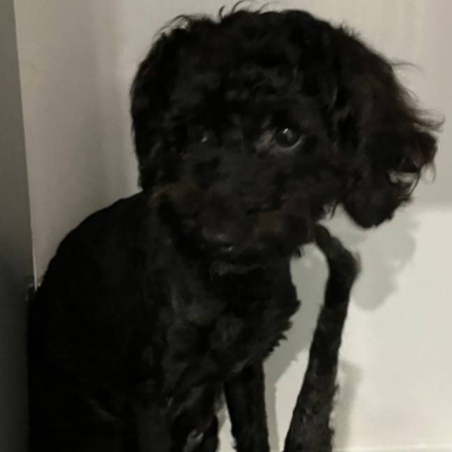 Photo of Prince