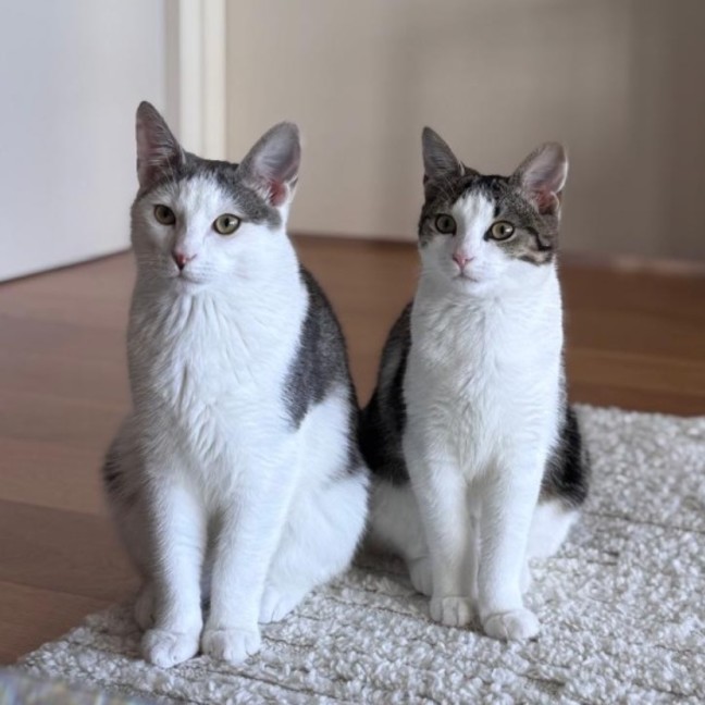 Photo of Mimi & Momo