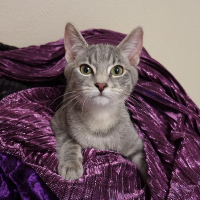 Photo of Tundra