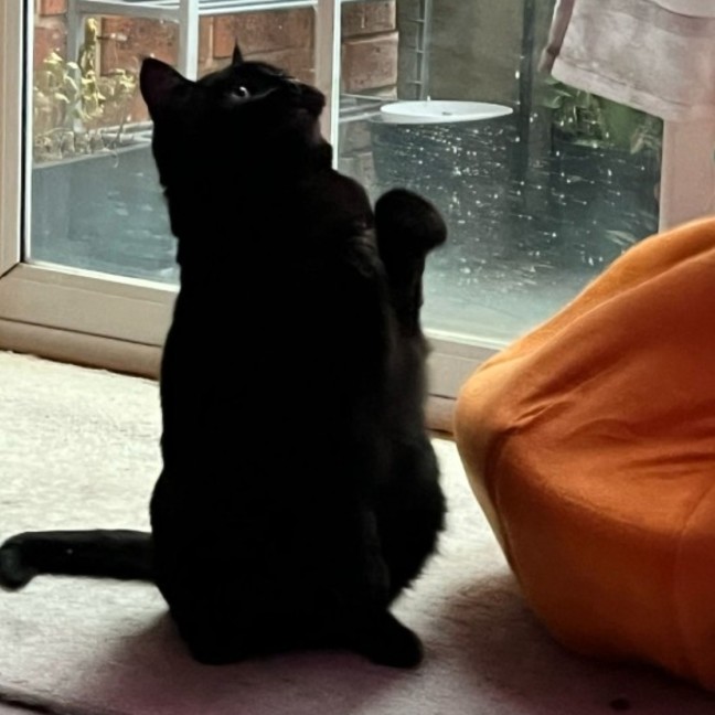Photo of Bella
