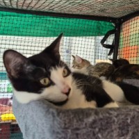 Photo of Pepito ** 2nd Chance Cat Rescue **