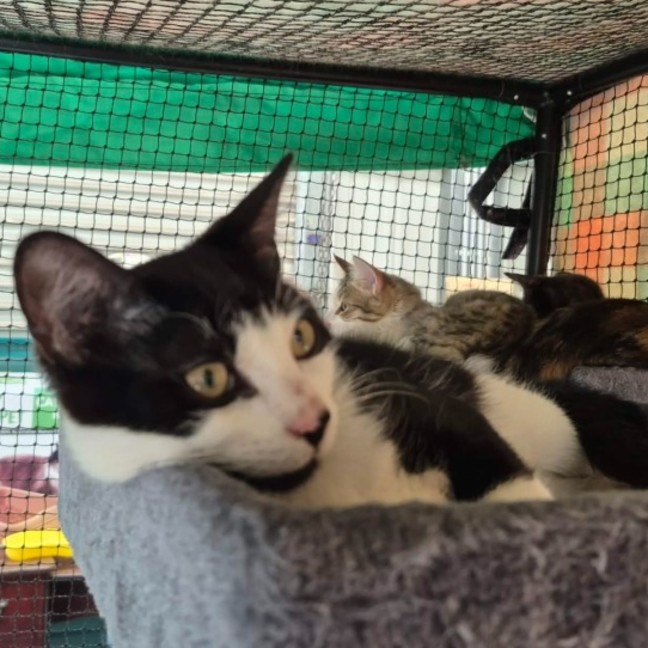 Photo of Pepito ** 2nd Chance Cat Rescue **