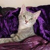 Photo of Tundra
