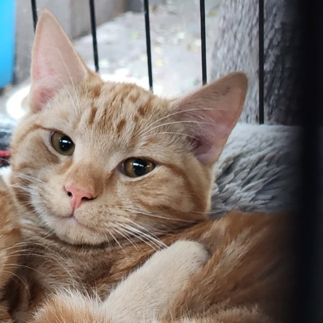 Photo of George Weasley