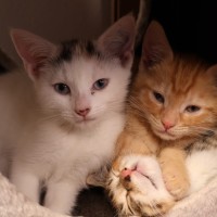 Photo of Moonage Daydream 