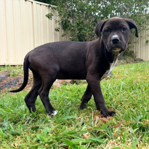 Roxy - Australian Kelpie x Rottweiler Dog