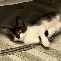 Photo of Tyseen ** 2nd Chance Cat Rescue**