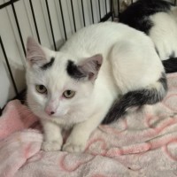 Photo of Cosmo
