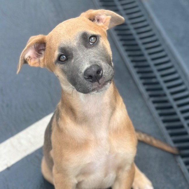 Photo of Aurora 🌺🐶