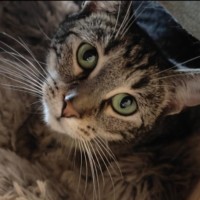 Photo of Huey