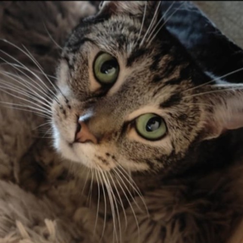 Huey - Domestic Short Hair (DSH) Cat