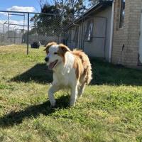 Photo of Scooby