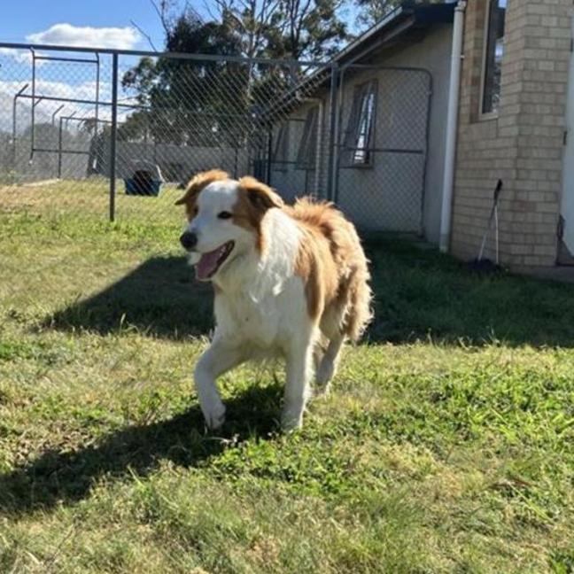 Photo of Scooby