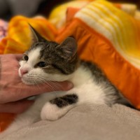 Photo of Gherkin **2nd Chance Cat Rescue**