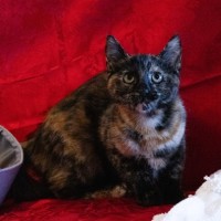 Photo of Ellie   Reduced Adoption Fee