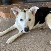 Photo of Sherlock Bones