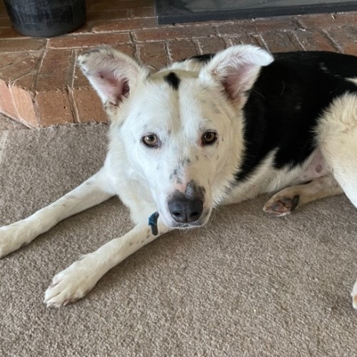 SherlockBones - Border Collie Dog