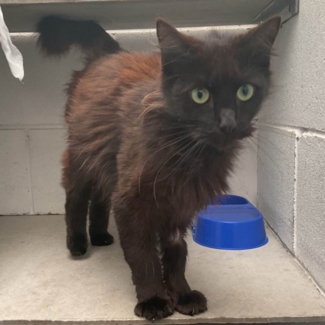 Photo of Midnight