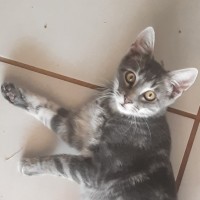 Photo of Muichiro