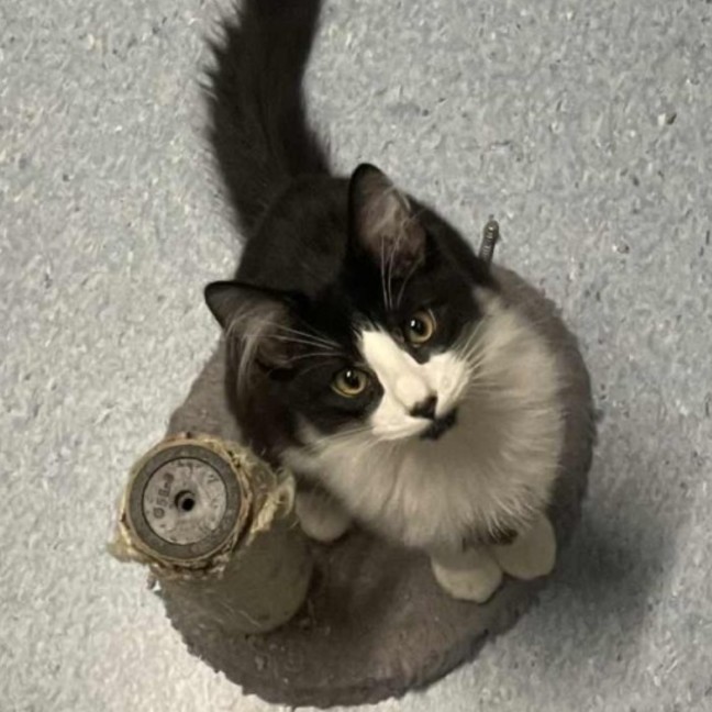 Photo of Marv   Located In Kew