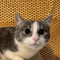 Photo of Venus **2nd Chance Cat Rescue**