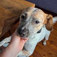 Photo of Topsy