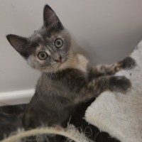 Photo of Dumpling