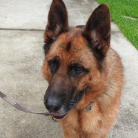 Photo of Bear