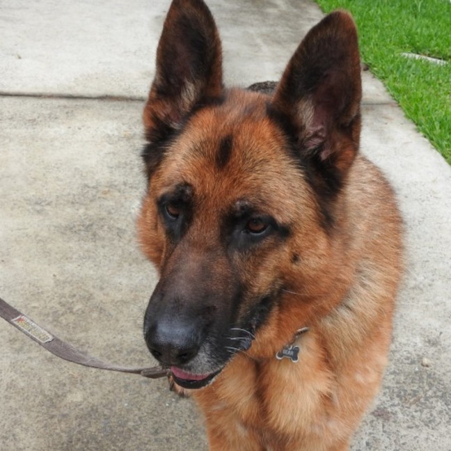 Photo of Bear