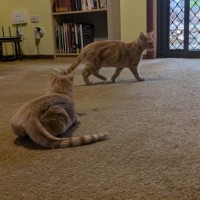 Photo of Arya And Sansa