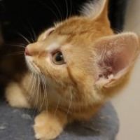 Photo of Wonton