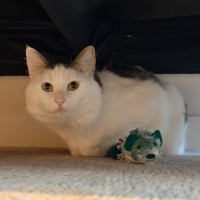 Photo of Basil