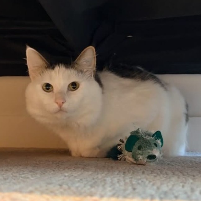 Photo of Basil