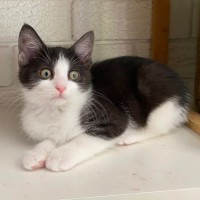 Photo of Cleopatra