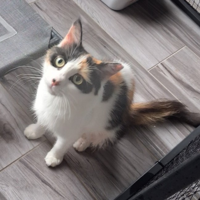 Photo of Pearl ** The Most Beautiful Girl In The World **