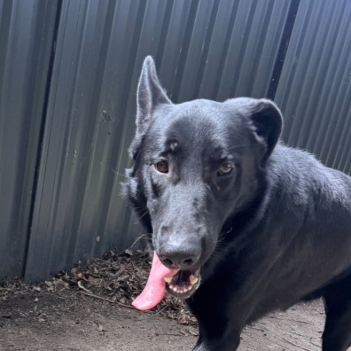 Yankee - German Shepherd Dog