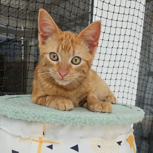 Photo of Duke