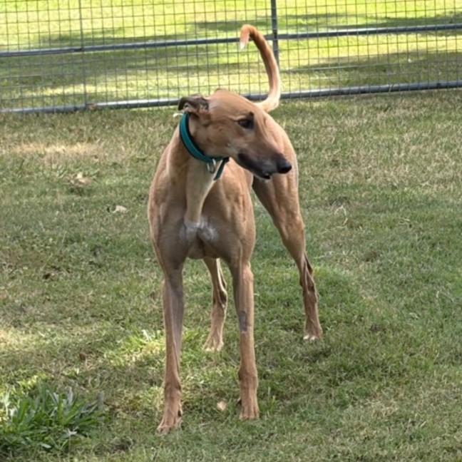 Photo of Bull
