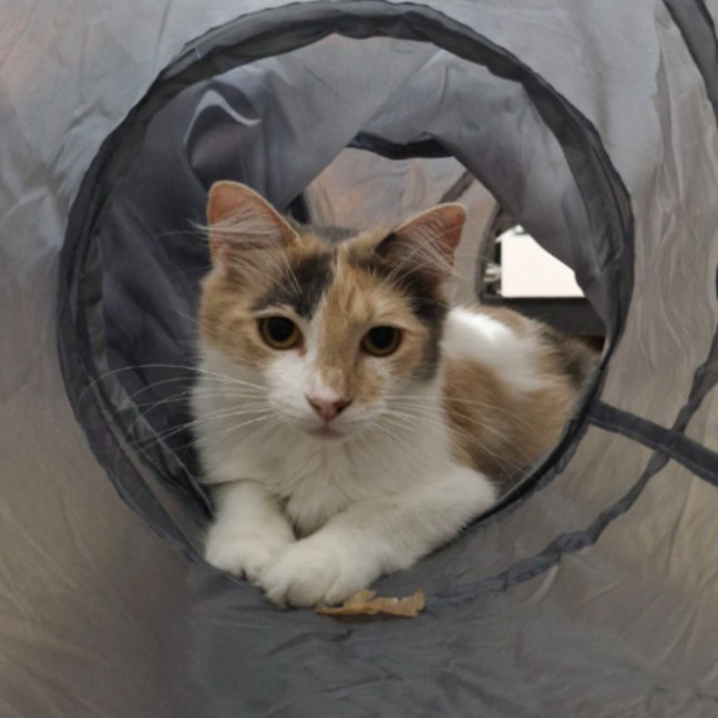 Photo of Willow