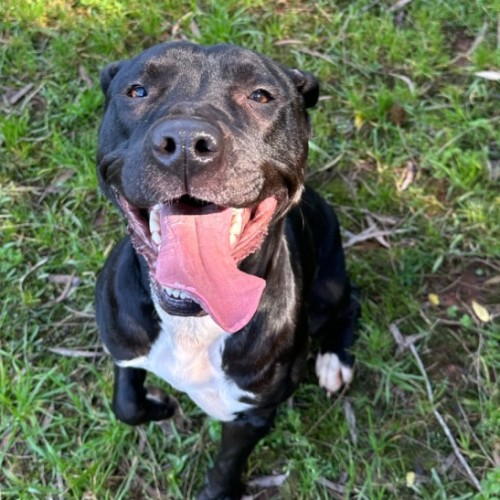 Rio - Staffordshire Bull Terrier Dog