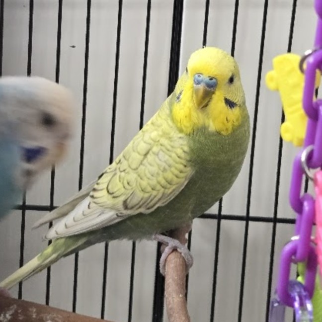 Photo of Theo "Dash" Hardeen 