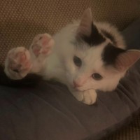 Photo of Scout