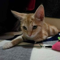 Photo of Charizard ** 2nd Chance Cat Rescue **