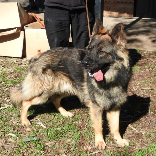 Photo of Tyson