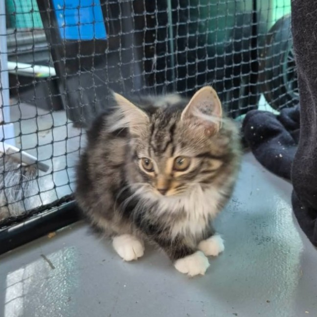 Photo of Yua ** 2nd Chance Cat Rescue**