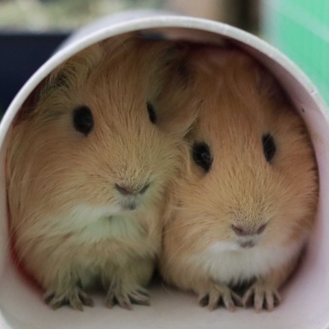 Photo of Waffles & Pancake