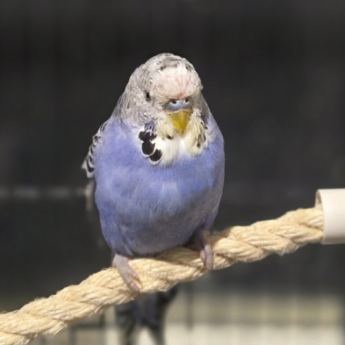 Bondi -  Bird