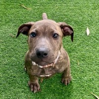 Photo of D1107 Molly