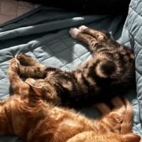 Photo of Robin **2nd Chance Cat Rescue**