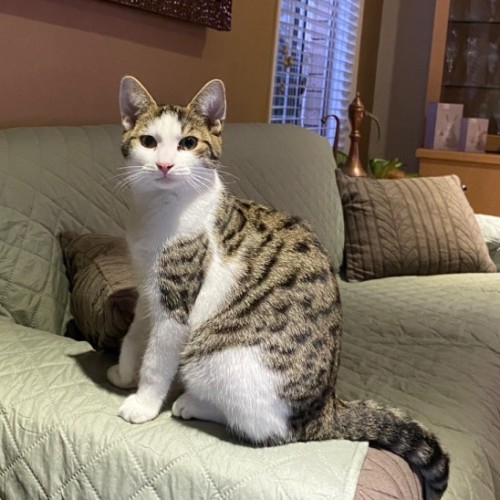 $250 Oreo Jr - Domestic Short Hair (DSH) Cat